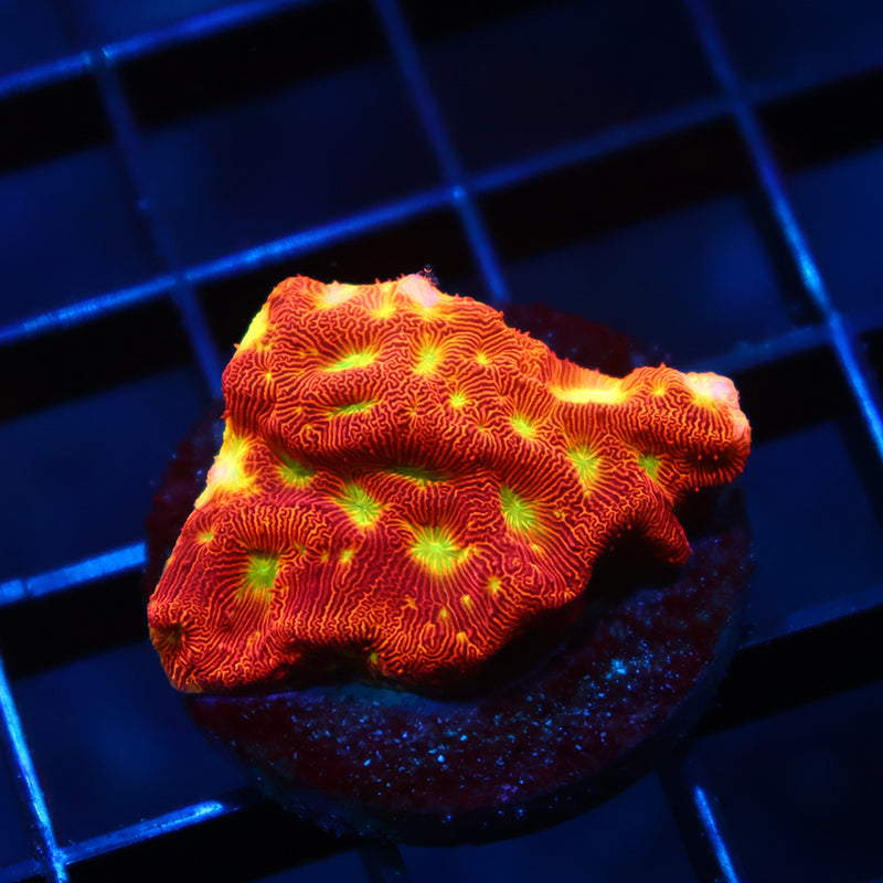 JF Jack-O-Lantern Lepto