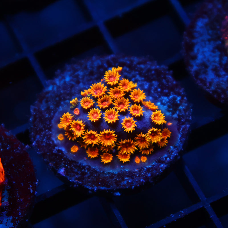 WWC Bizarro Cyphastrea