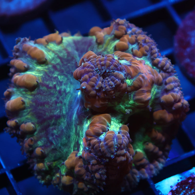 TCK Massive Polyp Green Blasto