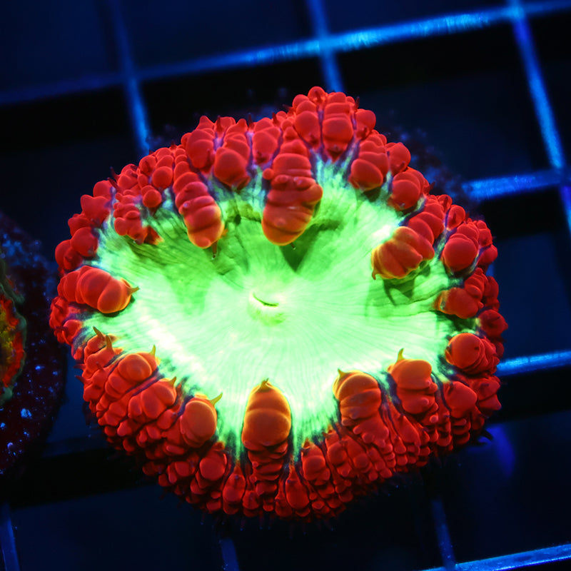 TCK Big Polyp Sour Apple Blasto