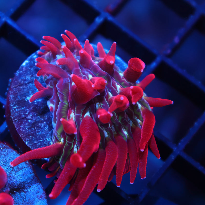 TCK Crazy Red Plate