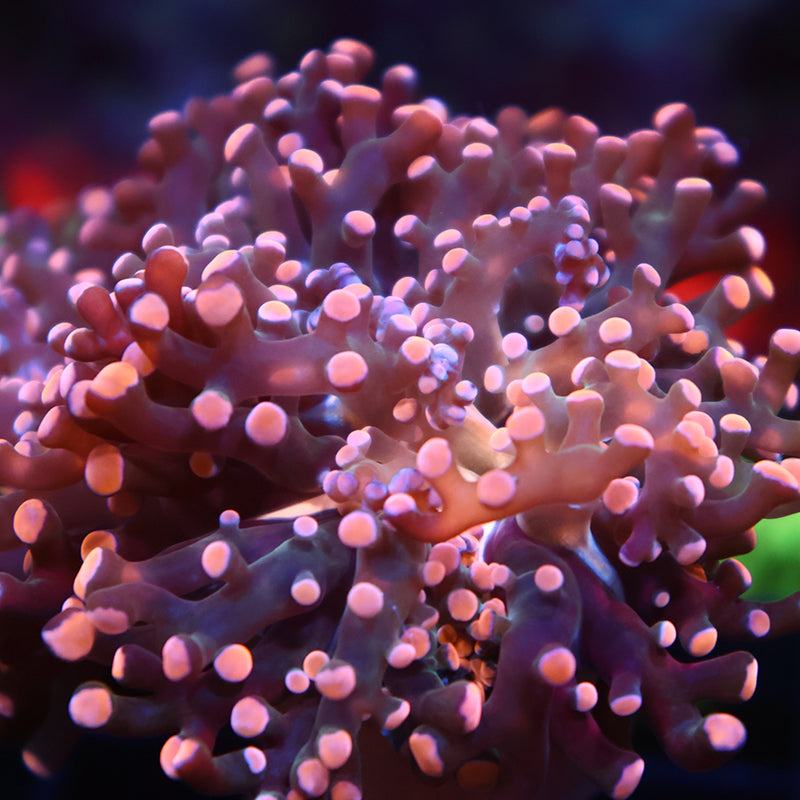 TCK Branching Gold Frogspawn