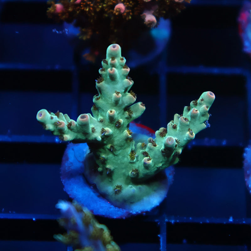 TCK Pink Polyp Shortcake