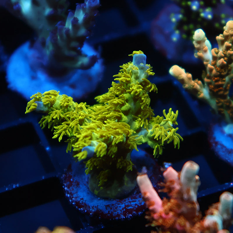 RRC Marvin The Martian