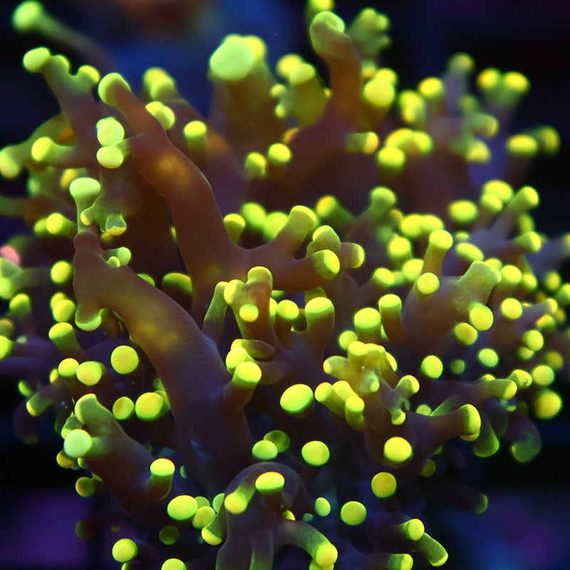 TCK Branching Yellow Octospawn