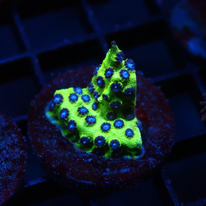 JF PPE Cyphastrea