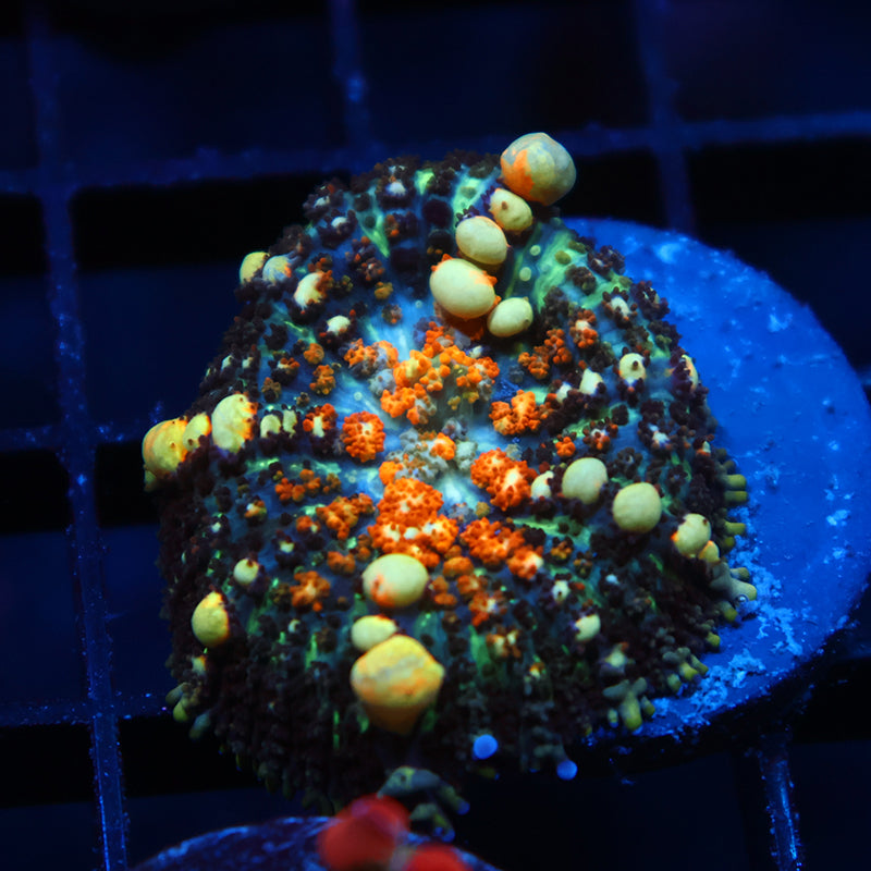 TCK Powerball Mushroom