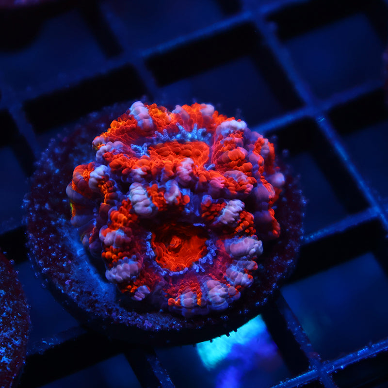 TCK Fluffy Acan
