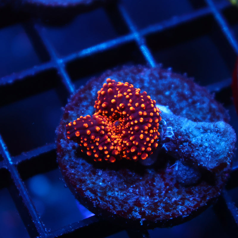 TCK Interstellar Mushroom