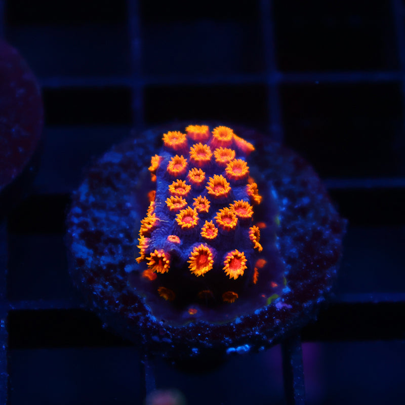 WWC Bizarro Cyphastrea