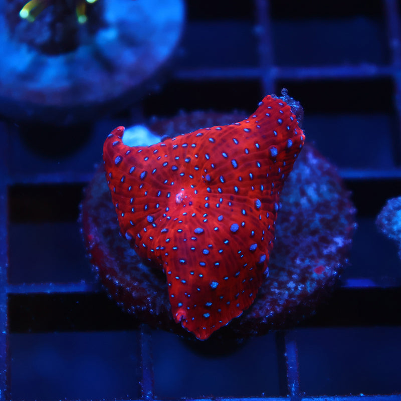 TCK Superman Mushroom