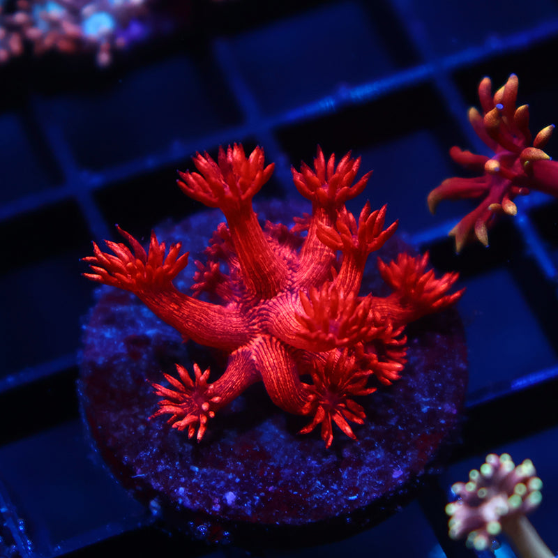 TCK Alec's Insane Red Glitterbomb Goni – TCKCorals