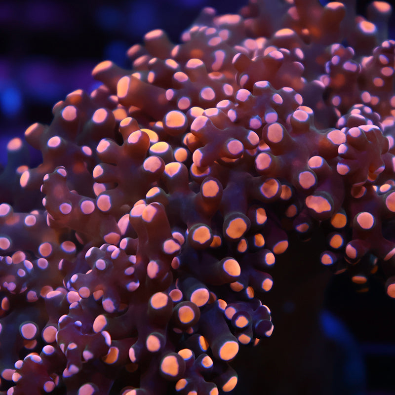 TCK Branching Gold Frogspawn