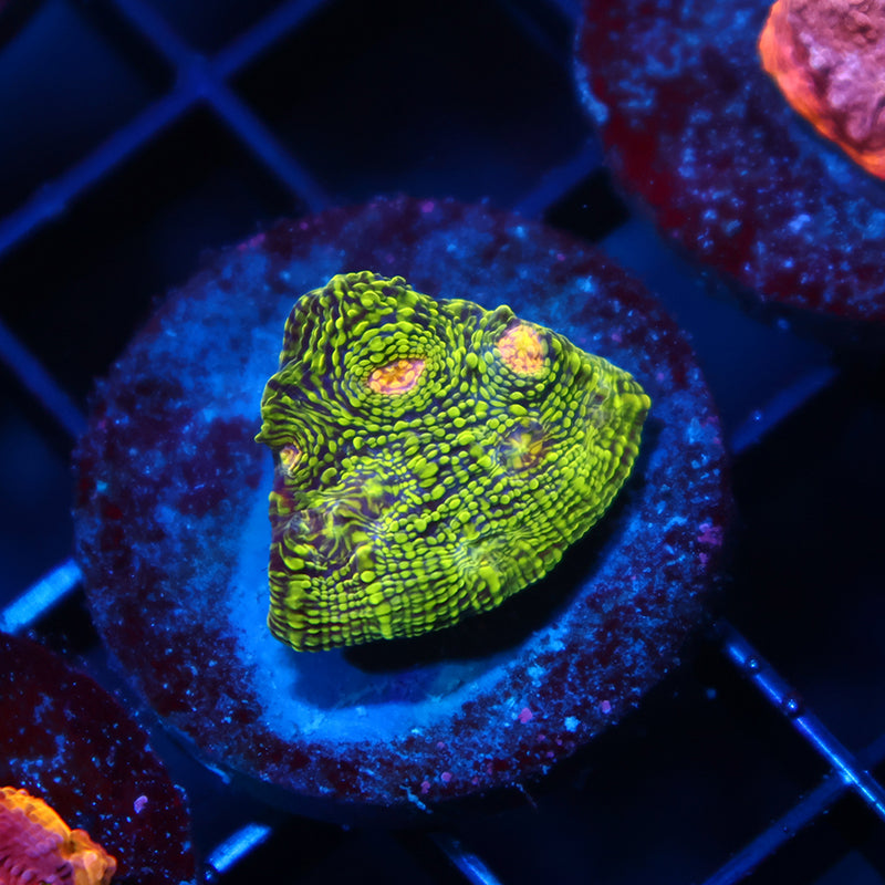 TCK Toxic Swirl Chalice
