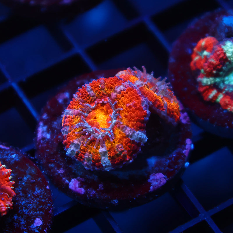 TCK Rainbowbrite Lord