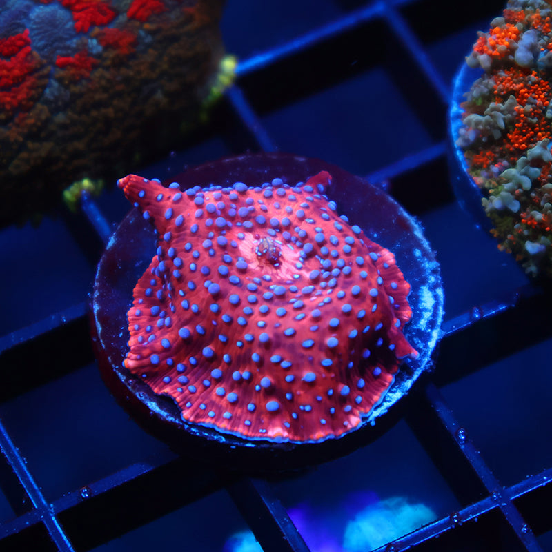 TCK Superman Mushroom