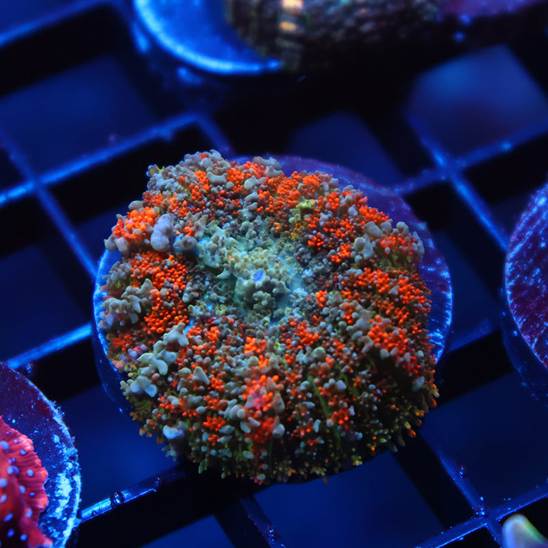 TCK Bouncy Rhodactis