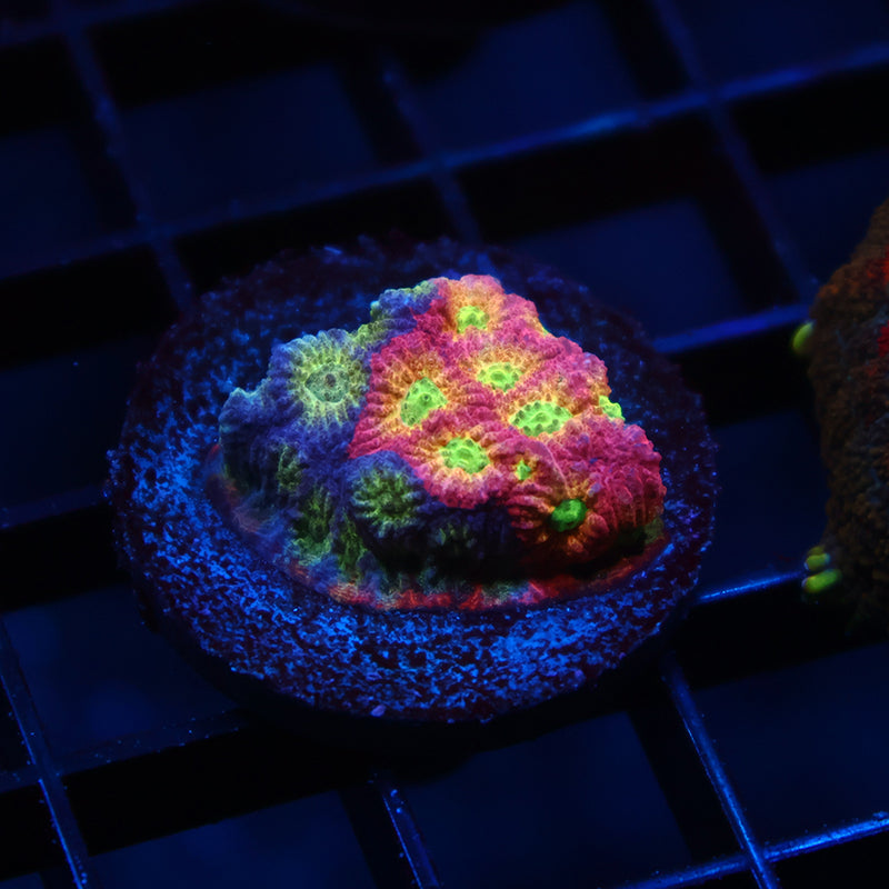 JF Dayglo Favia