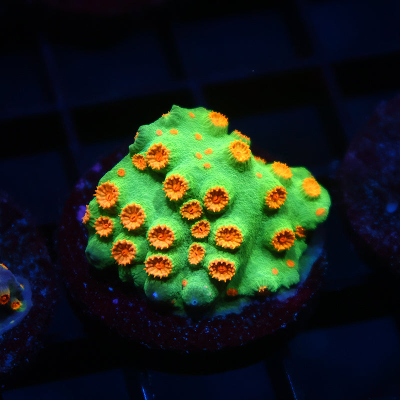 TCK Reptar Cyphastrea