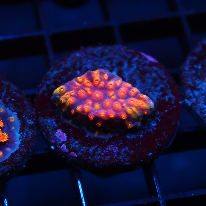 ARC Monet's Madness Cyphastrea