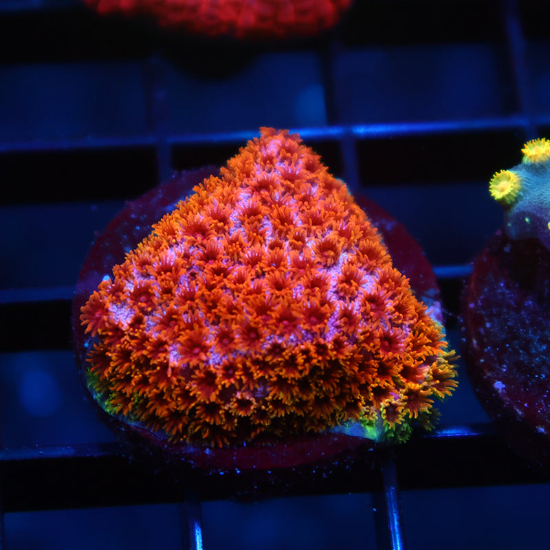 Skittles Bomb Cyphastrea