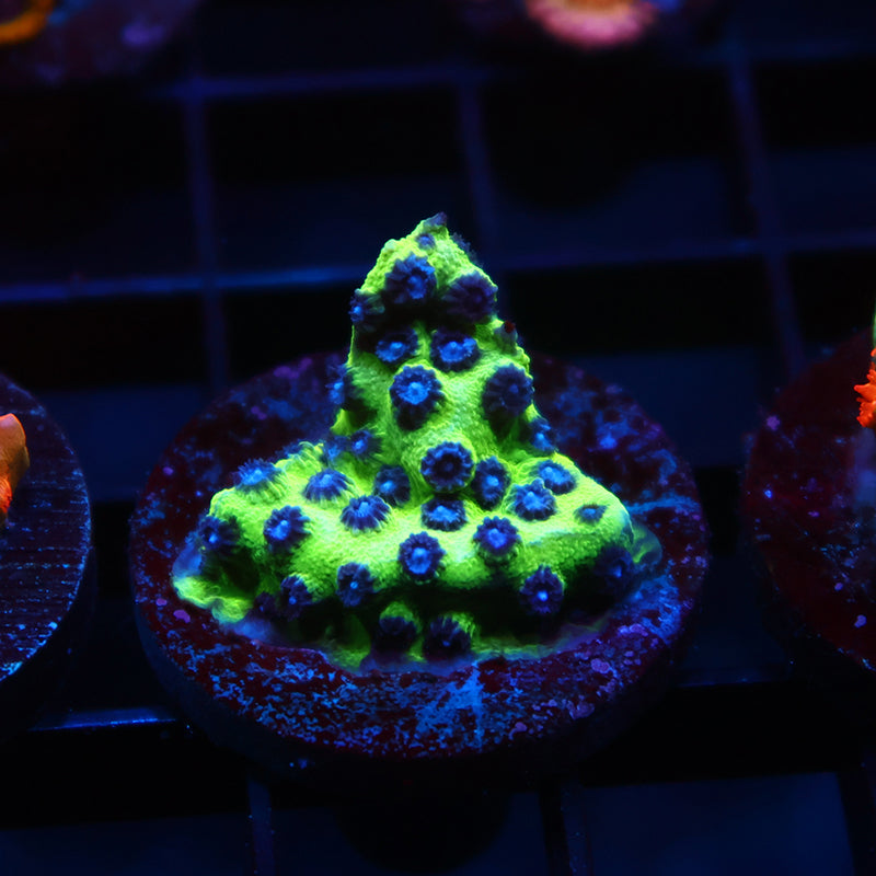 JF Purple People Eater Cyphastrea