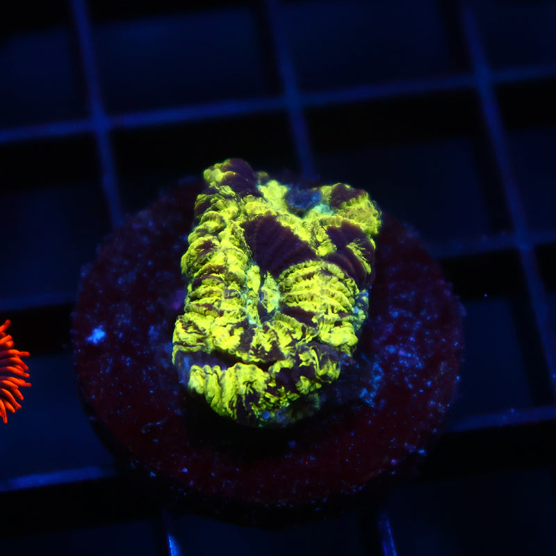 TCK Toxic Camo Favia