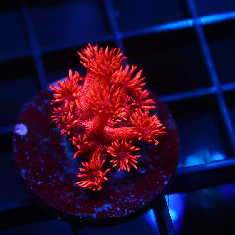 TCK Alec's Insane Red Glitterbomb Goni