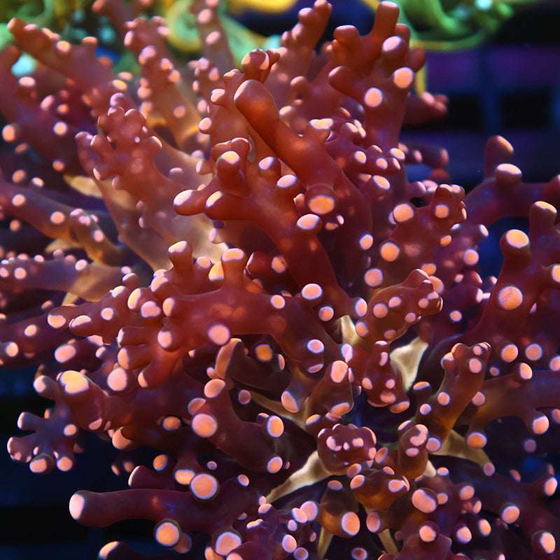 TCK Branching Gold Frogspawn