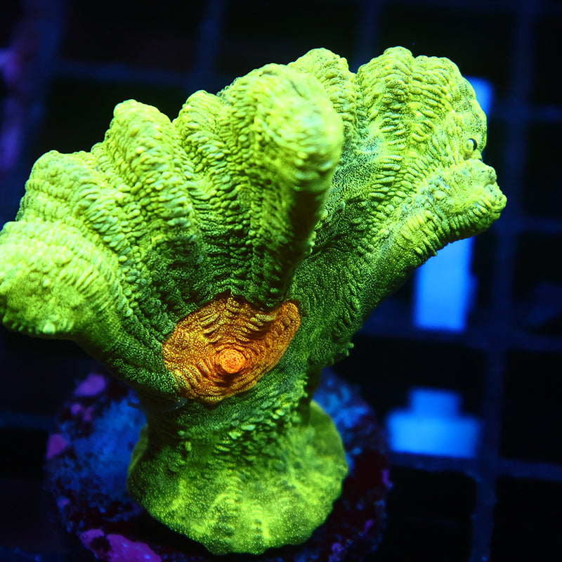 Space Invader Pectinia