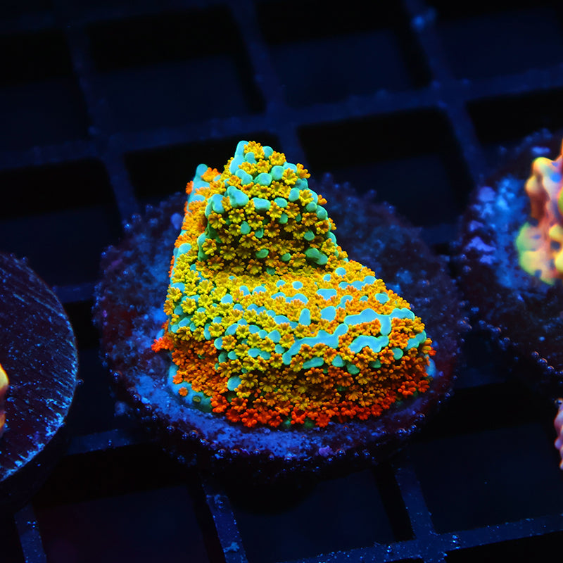 TCK Rainbow Roads Monti