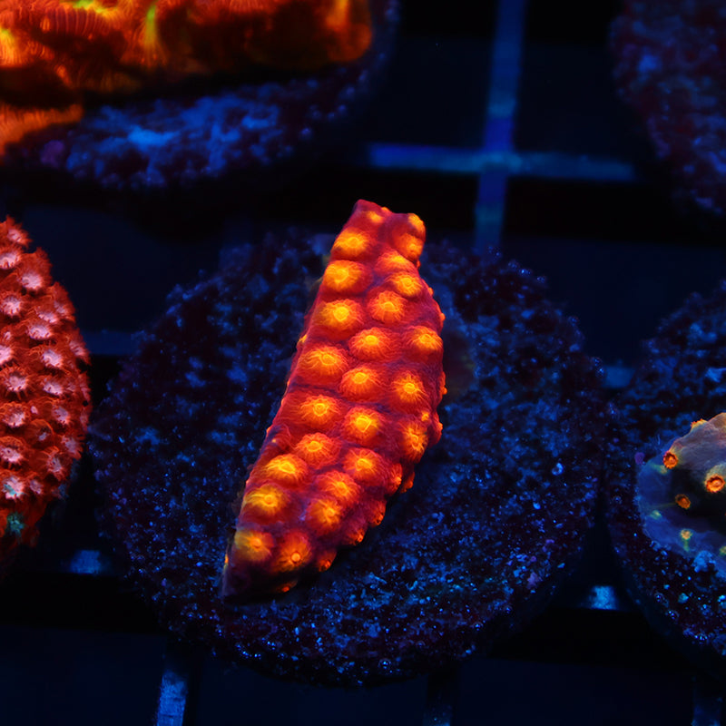 TCK Rainbow Abstract Cyphastrea