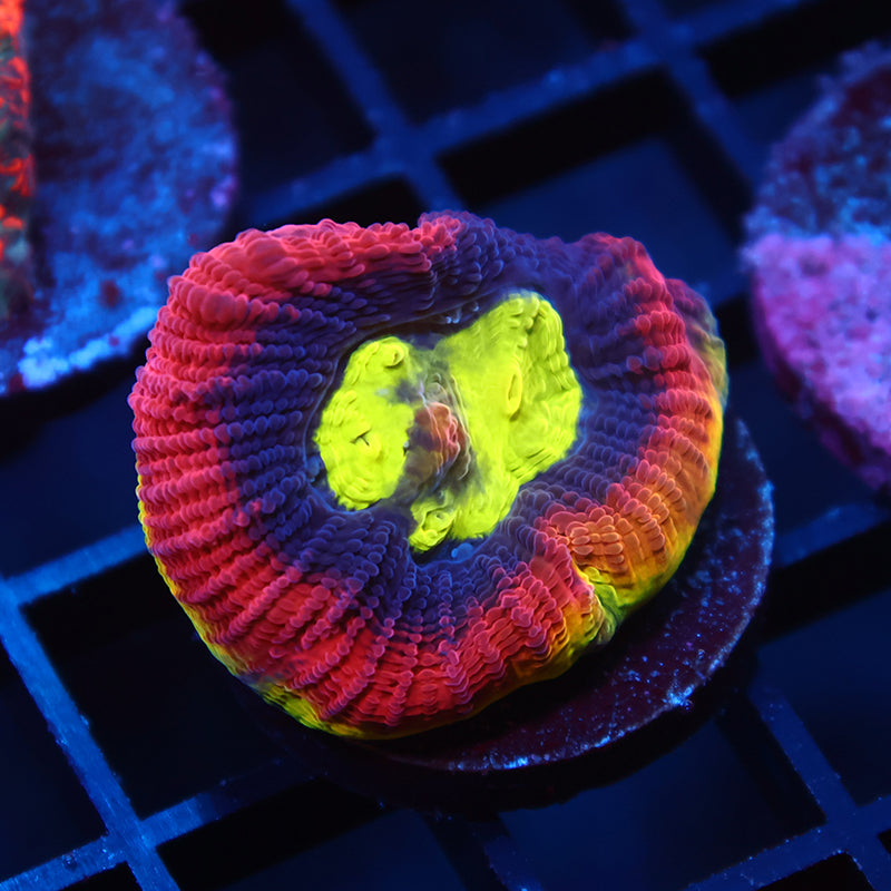TCK Big Polyp Dragon Soul Favia