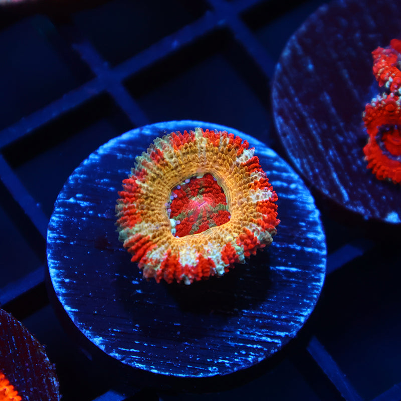 CC OG Rising Sun Lord