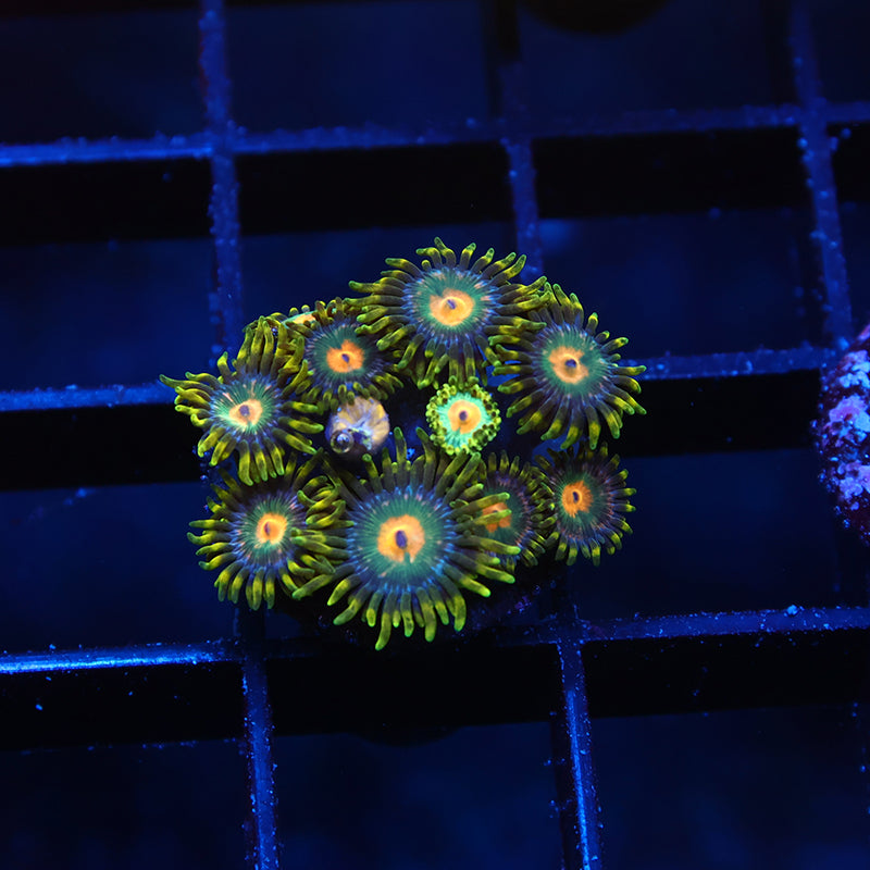 Sweet Zoas