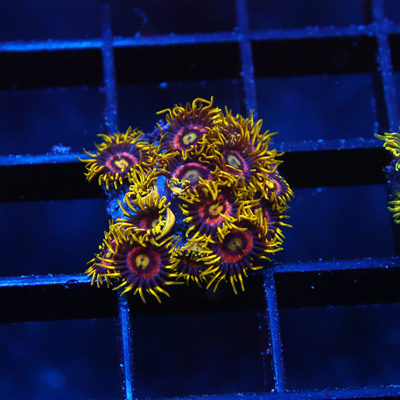 Laser Lemons