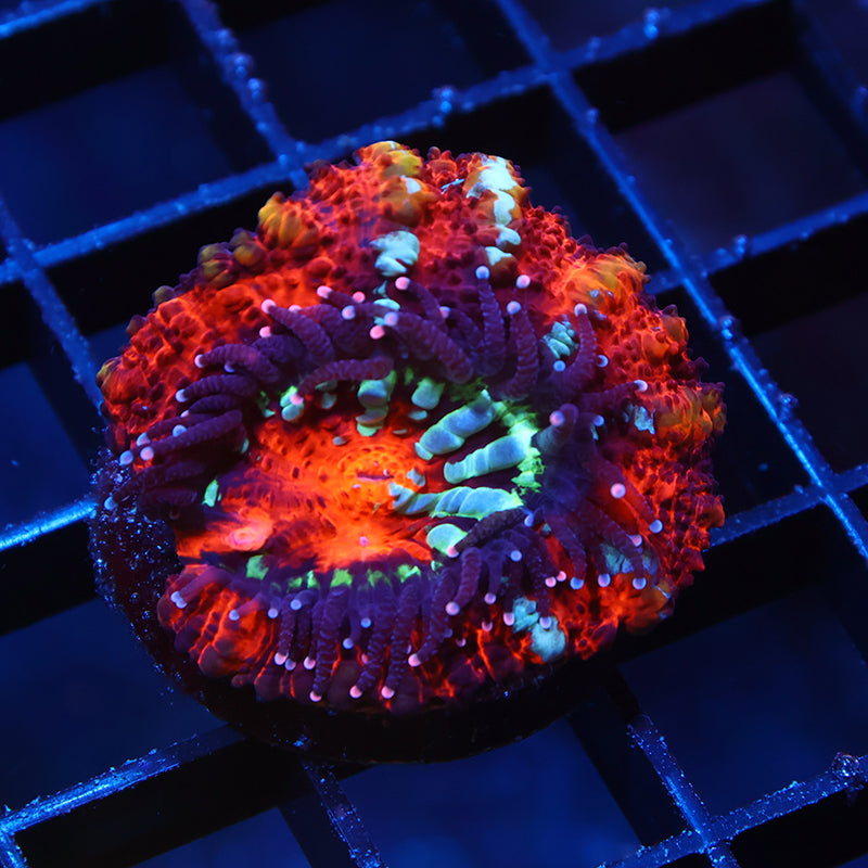 TCK Aquaculture Wilsoni