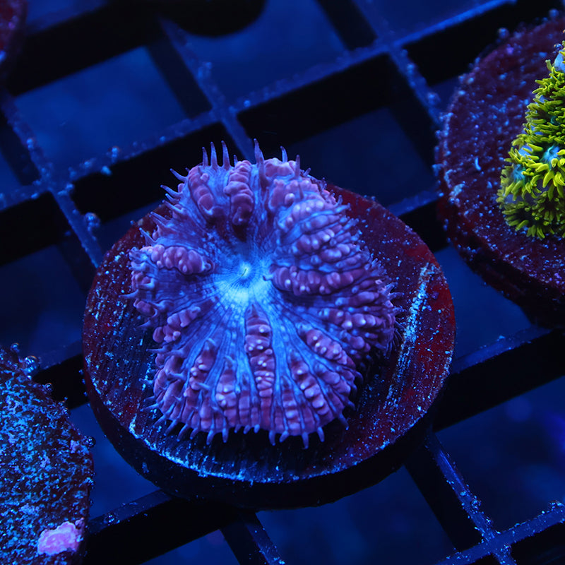 TCK Frosted Purple Blasto