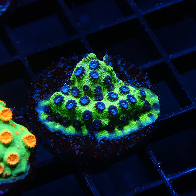 JF PPE Cyphastrea