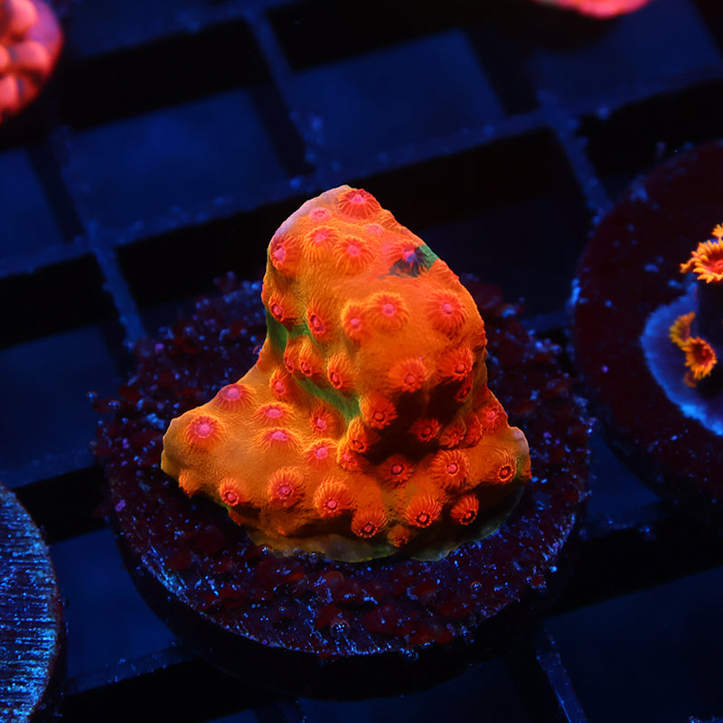 WWC Defcon Cyphastrea