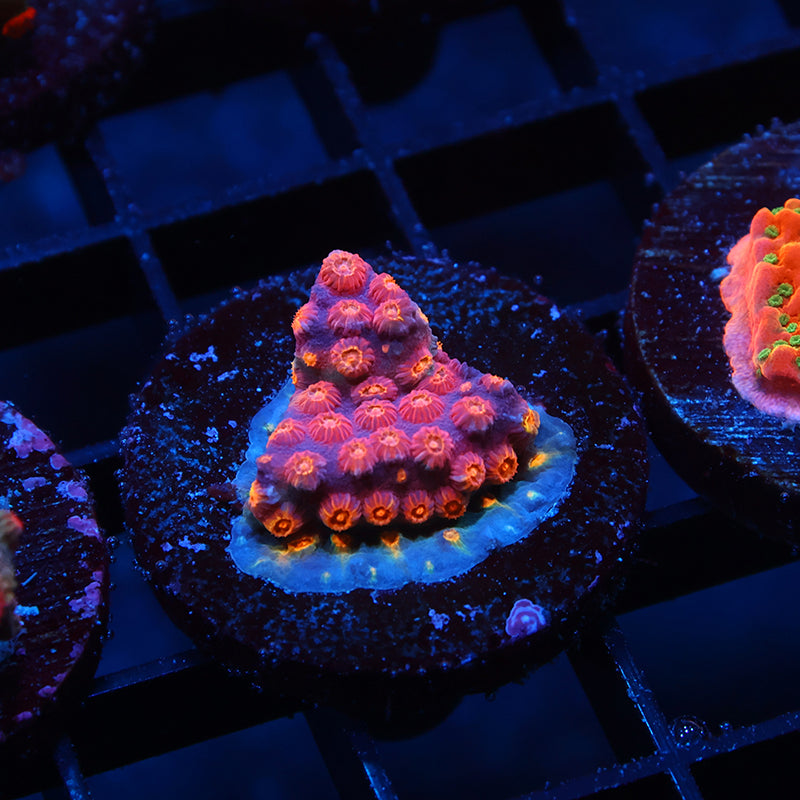 TCK Abstract Cyphastrea