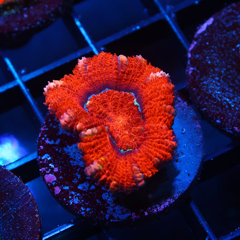 Fluffy Red Lord