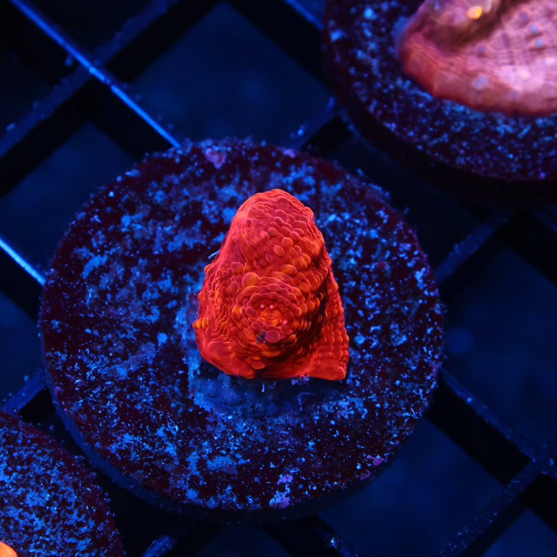 TCK Raging Swirl Red Side