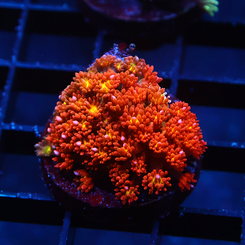 TCK Oddball Goni Bernardpora