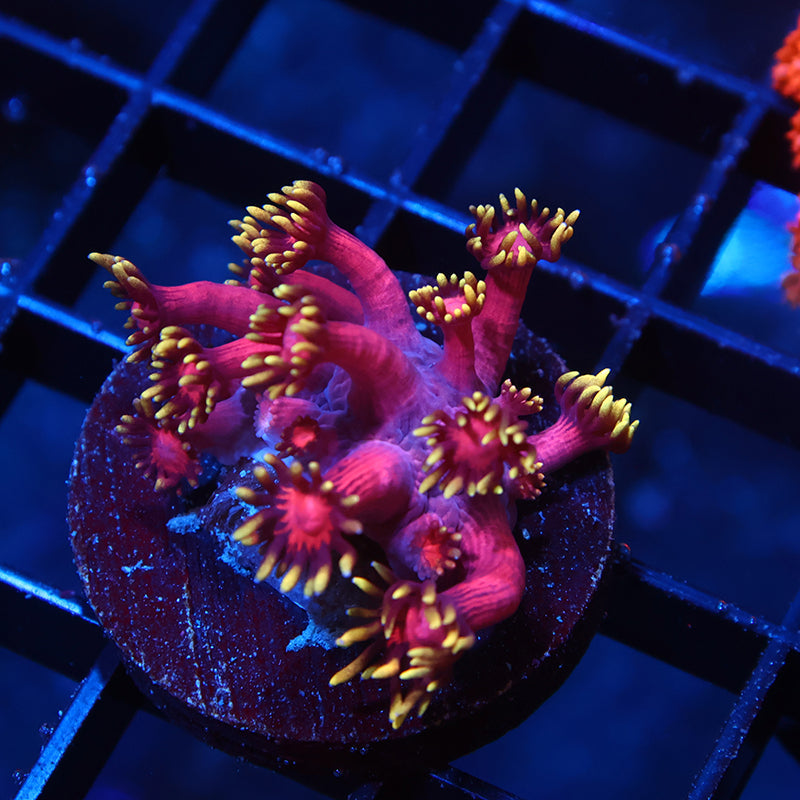 TCK Laffy Taffy Goni