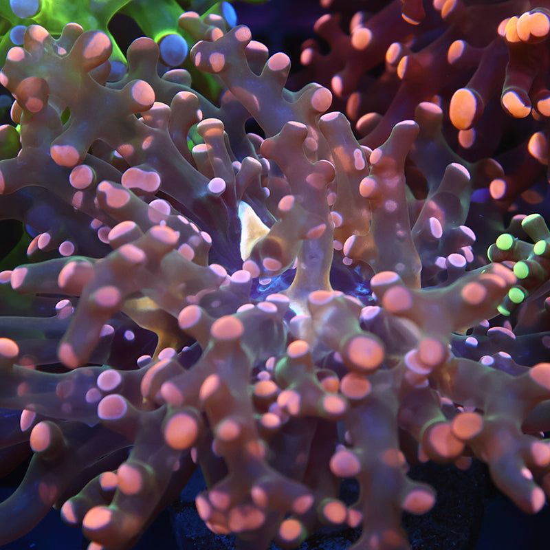 TCK Branching Peach Frogspawn