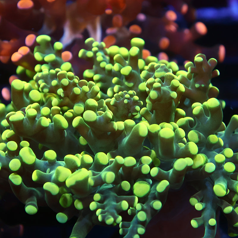 TCK Branching Lemon Limes Frogspawn