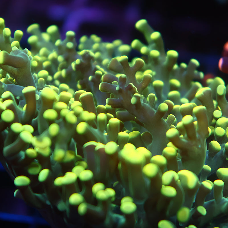 TCK Branching Lemon Lime Frogspawn