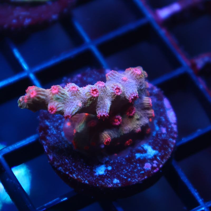 TCK Branching Cyphastrea