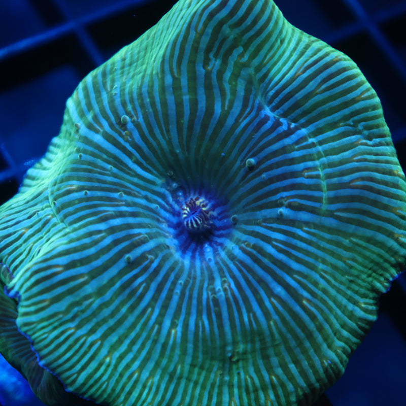 RandyO's Bicolor Disco Mushroom